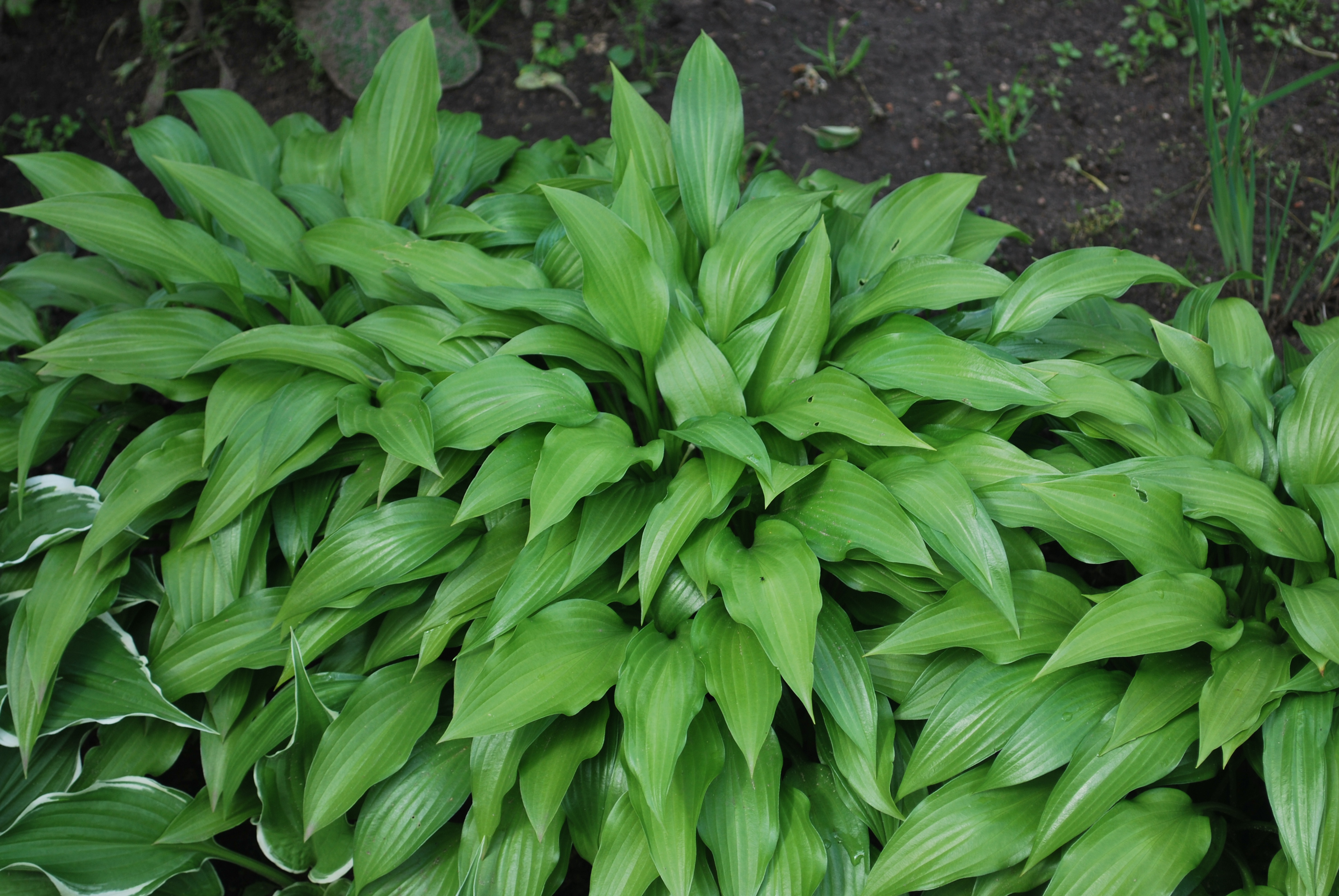 Süstjalehine hosta.